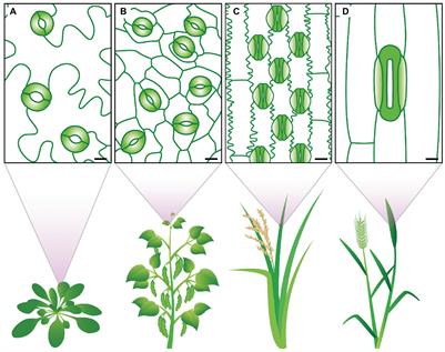 Impact of Stomatal Density and Morphology on Water-Use Efficiency in a Changing World